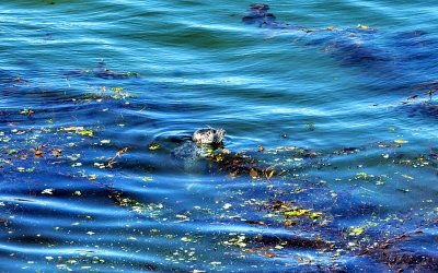 Grey Seal on the Kelp