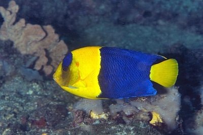 Bicolor Angelfish  'Centropyge bicolor' 