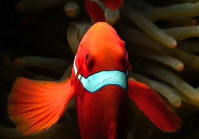 Red Anemone Fish