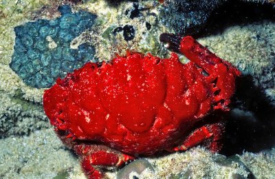 Splendid Red Spooner Crab, Etisus splendidus