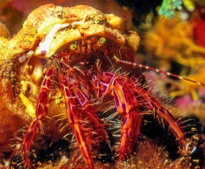 Small Eremit Crab Pagurus anachoretus