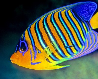 Peacock Angelfish with Cleaner 