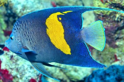 Arabian Angelfish, 'Pomacanthus maculosus'