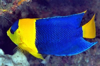 Bicolor Angelfish, 'Centropyge bicolor'