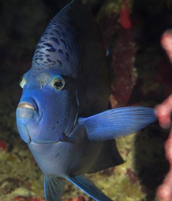 Half Moon Angelfish Frontal Portrait in a Cave