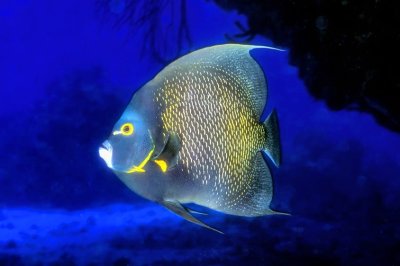 French Angelfish in a Cave