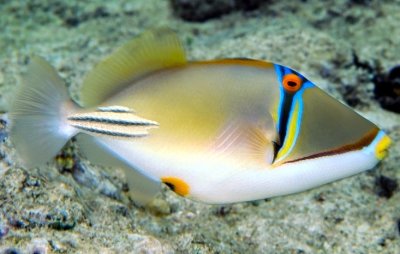 Red Sea Picasso Triggerfish ('Rhinecanthus assasi'), on the Wall 
