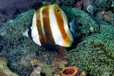 Orange-Banded Coralfish 'Coradion chrysozonus' on Anemone 