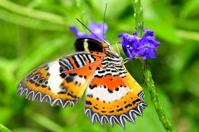 Borneo Butterfly - Malay Lacewing 'Cethosia hypsea' 