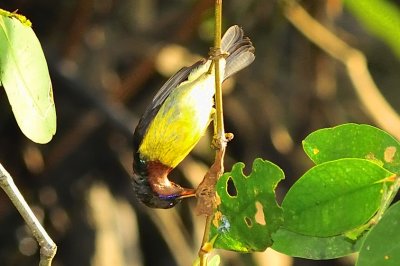 Brown-throated Sunbird (Anthreptes malacensis) 