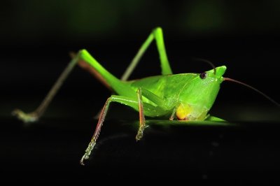 My Visitor Grasshopper...