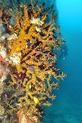 Black Sun Coral, 'Tubastraea micranthus', at Deep 