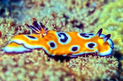 Nudibranch on Coral 