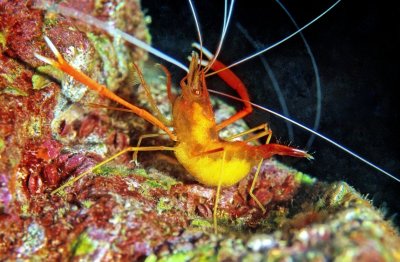 Golden Shrimp, Stenopus spinosus, With Eggs