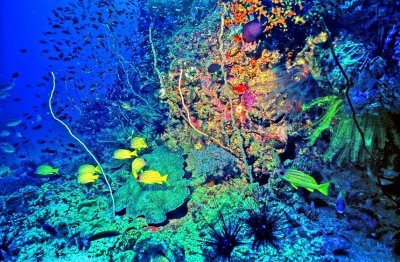 Similan Underwater View 