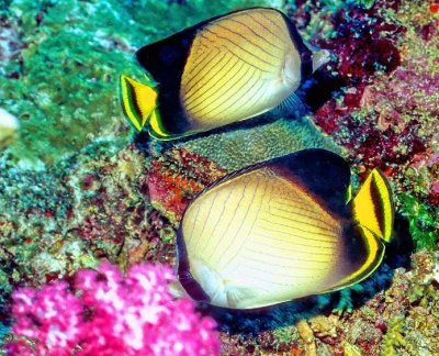 Indian Vagabond Butterflyfish (Chaetodon decussatus)