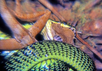 Lizard Eaten By Snake, Head First 
