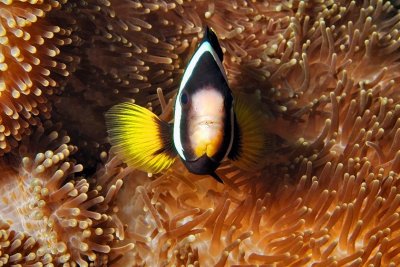 Agressive Saddleback Clownfish,  'Amphiprion polymnus'