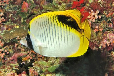 Spot Nape Butterflyfish 'Chaetodon oxycephalus' With Closed Corals 