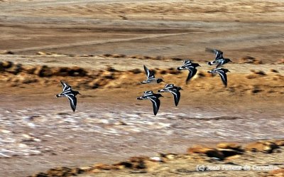 Flying of the Avocets Over The Abandoned Salt Pans