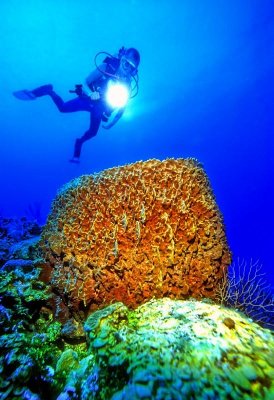 Barrel Sponge, Very Deep (Xestospongia muta)