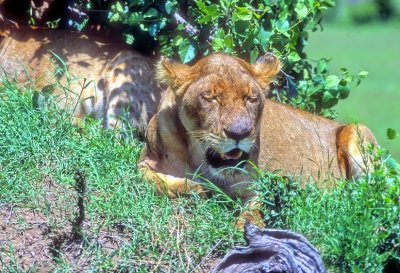 Lioness Resting After The Hunt