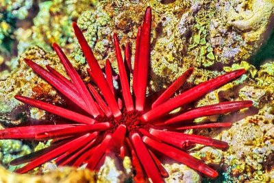 Red Slate Pencil Urchin, 'Heterocentrotus mammillatus'