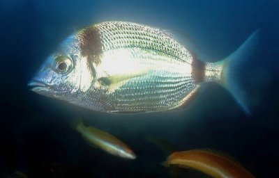 Sargo: Common Two-banded Seabream (Diplodus vulgaris)