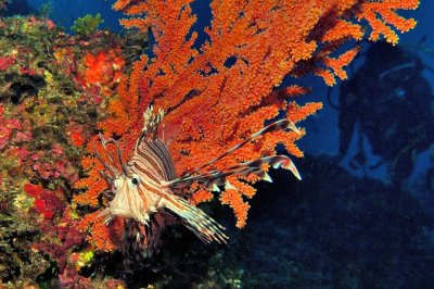 Lionfish, Red Gorgonian, Diver...