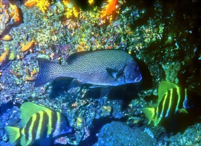 Painted Sweetlips 'Plectorhinchus picus'