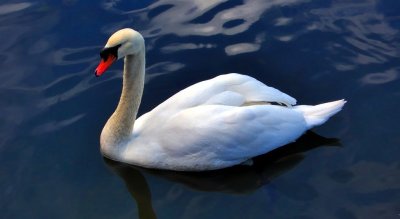 Imperial Swan 