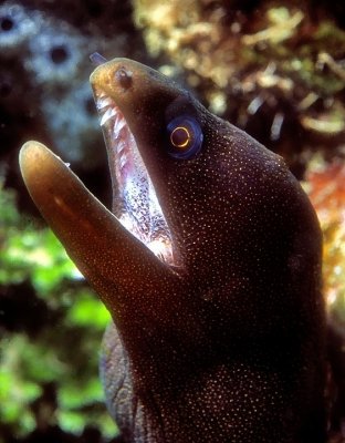 Spotted Moray Eel 'Gymnothorax moringa'