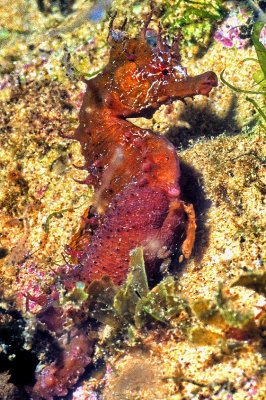 Sea Horse ('Hippocampus guttulatus') at Night