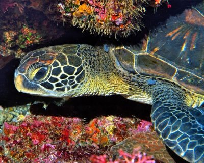 Green Turtle Profile 