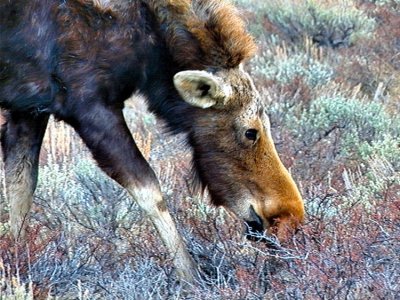 Young Moose Eating