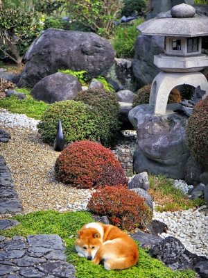 Japanese Dog On Garden