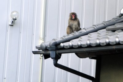 Monkey on a Roof