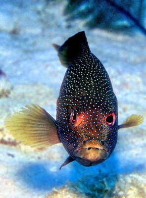 Blue Grouper or Coney, 'Cephalopholis fulva'