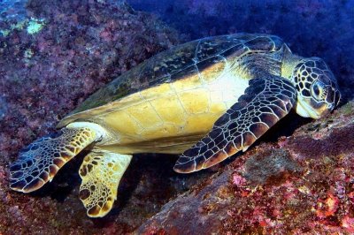 Green Turtle Eating 