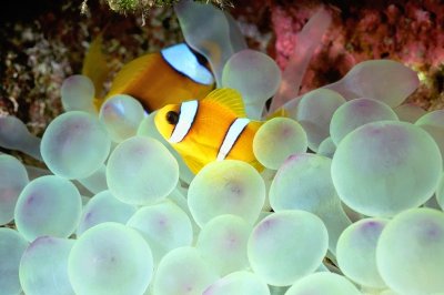 Couple of Clownfish On Beautiful Club Tipped Anemone