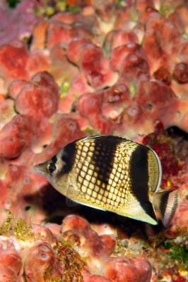 Asian Butterflyfish on Sponges, 'Chaetodon argentatus'