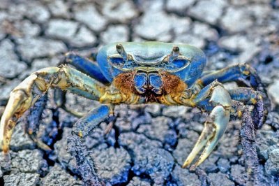 Coconutree Crab, 'Cardisoma guanhumi, or Blue Land Crab