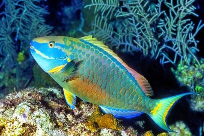 Spotlight Parrotfish 'Sparisoma viride'