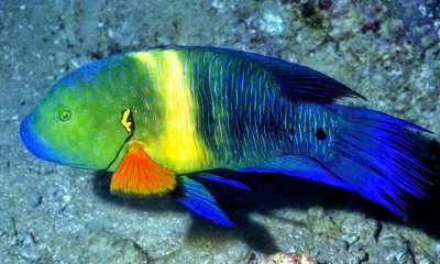 Bromtail Wrasse