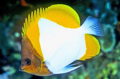 Pyramid Butterflyfish 'Hemitaurichthys polylepis'