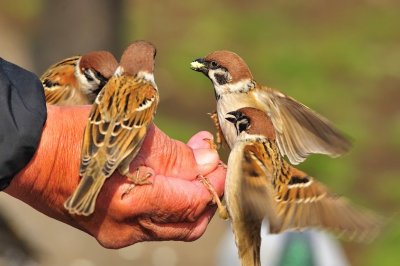Feeding The Birds
