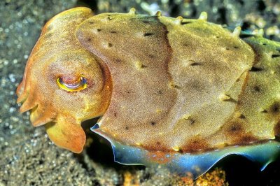 Broadclub Cuttlefish, 'Sepia latimanus'
