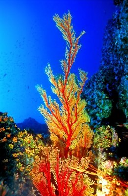 Yellow Red Seafan 