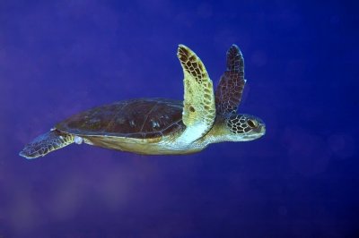 Green Turtle Jumping Into The Blue 