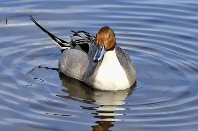 A Pintail Duck